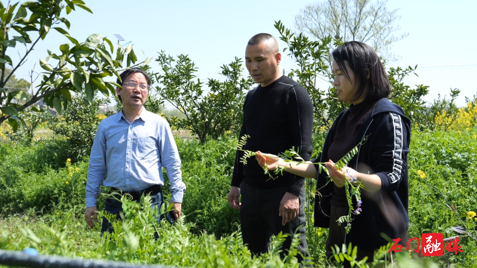 石门县:绿肥还田添“活力” 春耕生产增“底气”3.png 石门县:绿肥还田添“活力” 春耕生产增“底气”3.png