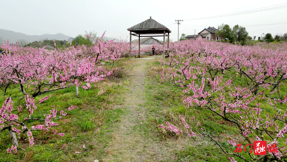 夹山镇:灼灼桃花开 游客踏春来1.png 夹山镇:灼灼桃花开 游客踏春来1.png