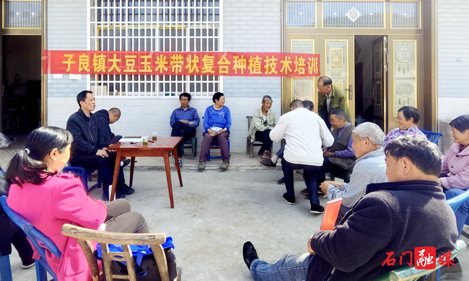 子良镇：“田间课堂”进村头，农技下沉助农增收2.jpg