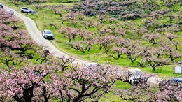 组图 | 桂阳：桃花溪里桃花开