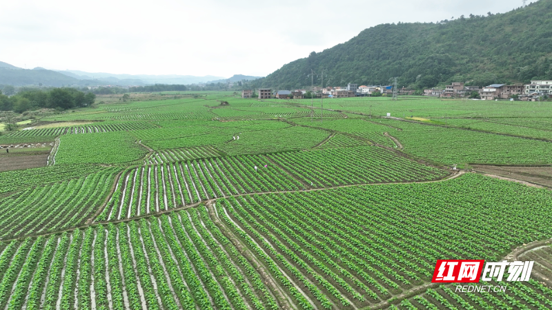 赤石乡烟田管护忙1_副本.jpg
