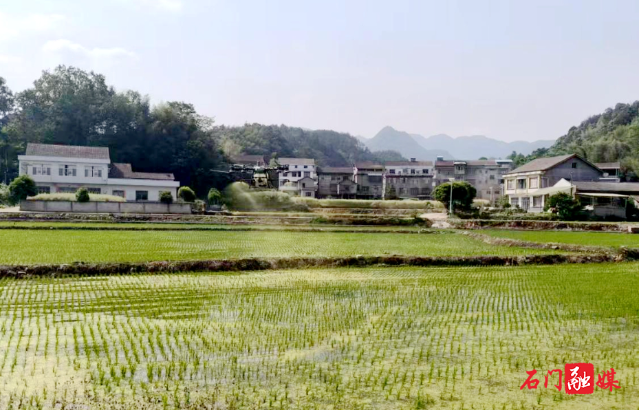 三圣乡：无人机飞防助力福寿螺防治1.jpg