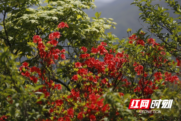 城步：南山映山红盛放 尽显生态美景2.jpg