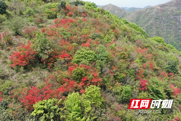 城步：南山映山红盛放 尽显生态美景3.jpg