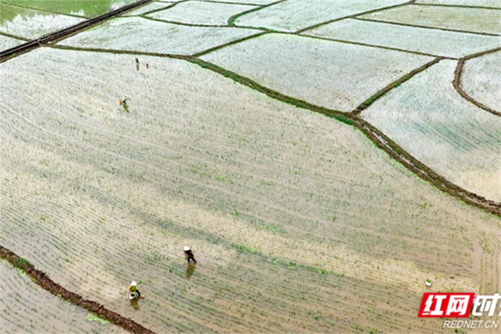资兴：多插立夏秧 谷子收满仓