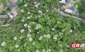 组图 | 宜章： 油桐花开  青山染“雪”