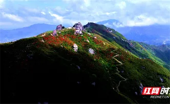 桂阳：扶苍之巅云海翻涌 千亩映山红迎风绽放