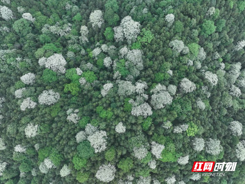 DJI_0813---.jpg