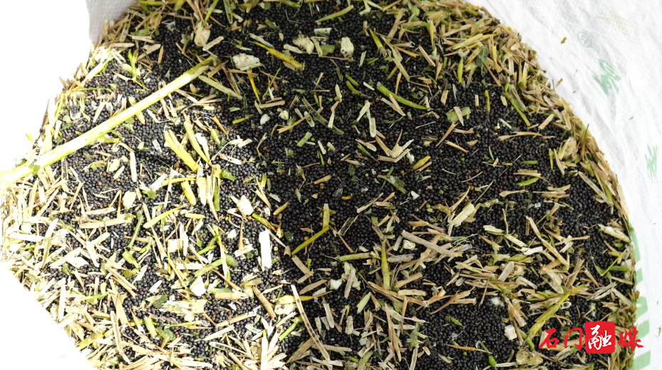 石门:油菜丰收收割忙 稳产增效促振兴5.png 石门:油菜丰收收割忙 稳产增效促振兴5.png