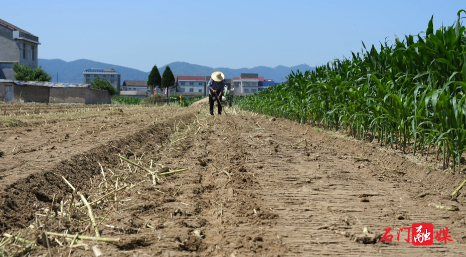 石门:油菜丰收收割忙 稳产增效促振兴6.png 石门:油菜丰收收割忙 稳产增效促振兴6.png
