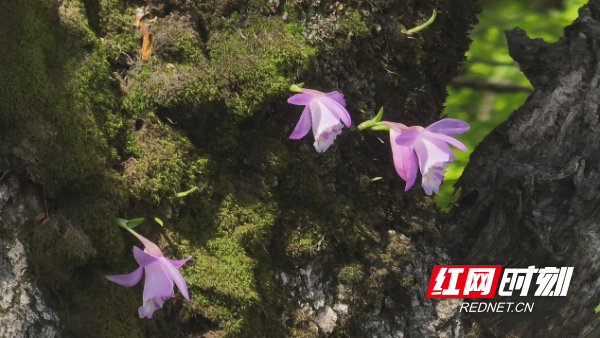 南山国家公园候选区发现国家二级保护植物独蒜兰1.jpg