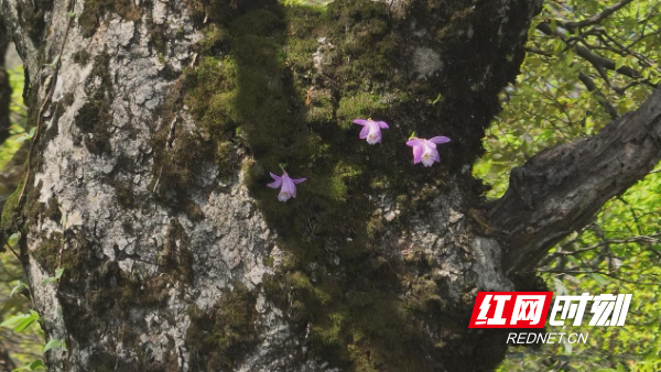 南山国家公园候选区发现国家二级保护植物独蒜兰2.jpg