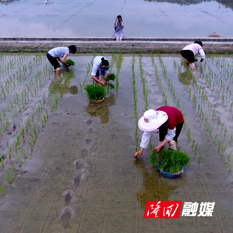 036人间烟火.春插_刘继群.jpg