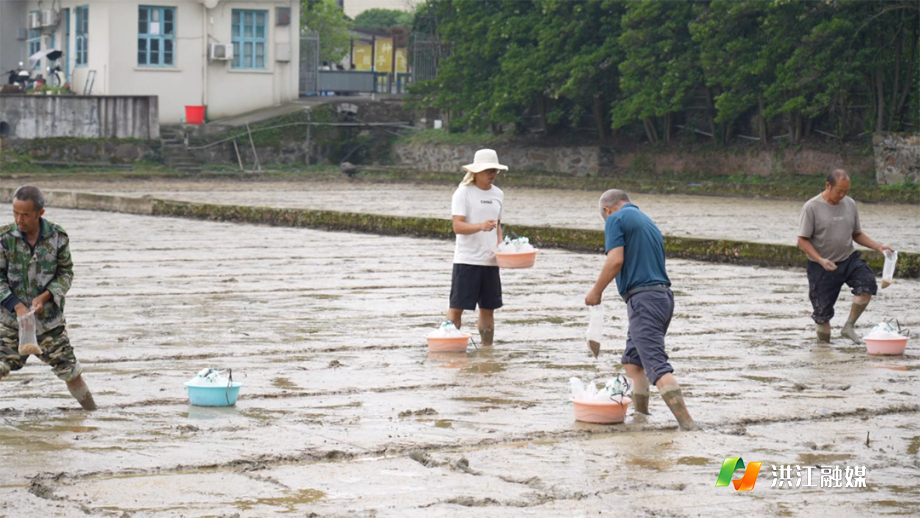 5月18日，安江农校纪念园大垅试验田1.png