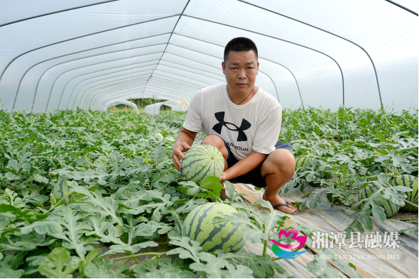 瓜香四溢！湘潭县河口镇头茬西瓜抢“鲜”上市29.png