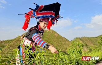 湖南常宁：瑶山采茶忙