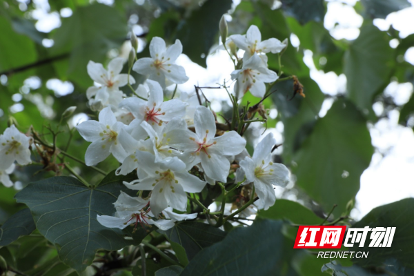 城步：木油桐进入花期 山林飞起“五月雪”1.jpg