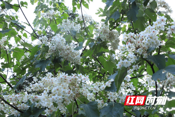 城步：木油桐进入花期 山林飞起“五月雪”2.jpg