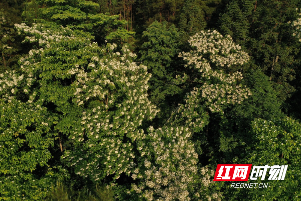 城步：木油桐进入花期 山林飞起“五月雪”3.jpg
