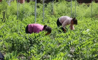 亩产可达5万元！苏仙这一“宝藏”供不应求......