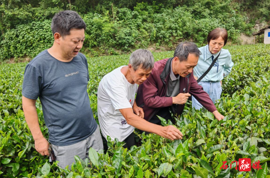 子良镇：农技 “把脉” 茶田 护航产业提质增效1.jpg