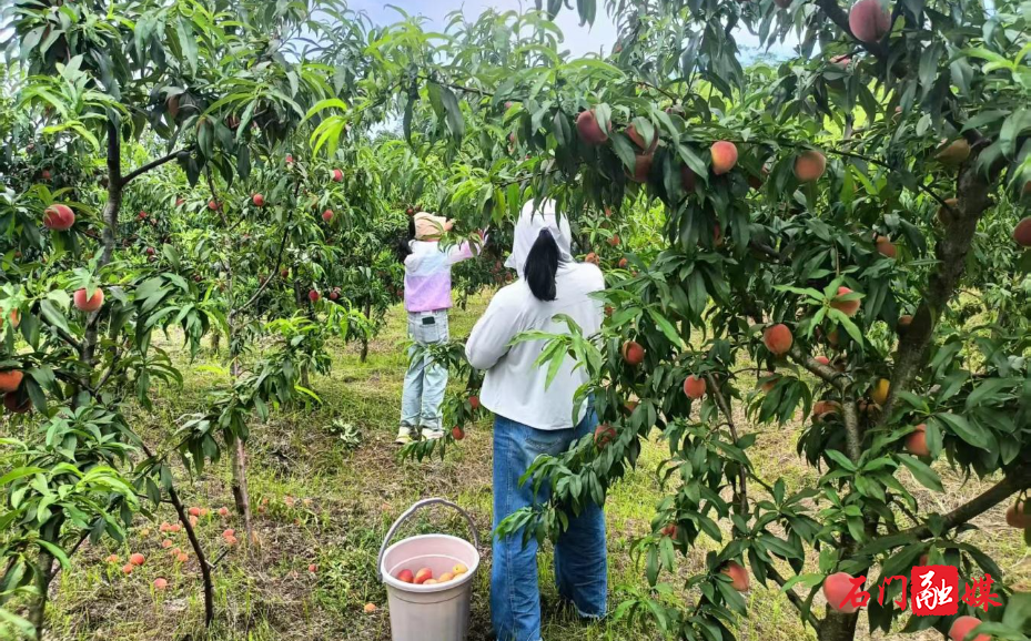 新铺镇开化寺村：锦绣黄桃甜蜜上市，生态种植助力乡村振兴1.jpg