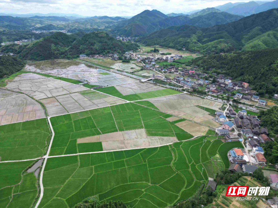 农田处处染新绿 制种水稻移栽忙 (2).JPG 农田处处染新绿 制种水稻移栽忙 (2).JPG