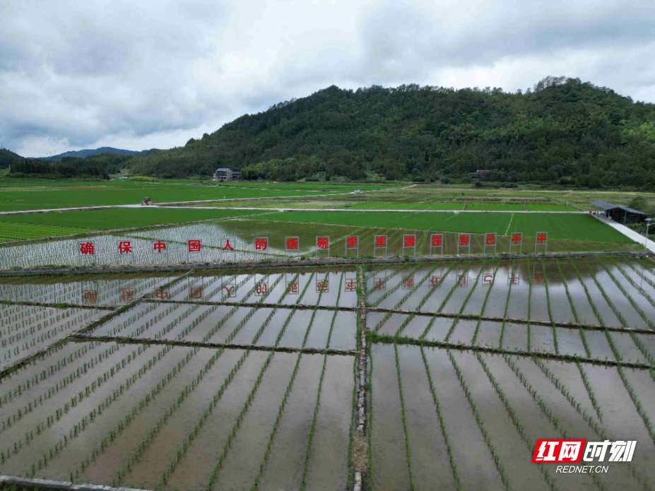 农田处处染新绿 制种水稻移栽忙 (1).JPG 农田处处染新绿 制种水稻移栽忙 (1).JPG