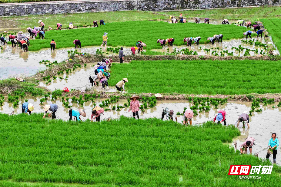 农田处处染新绿 制种水稻移栽忙 (11).jpg 农田处处染新绿 制种水稻移栽忙 (11).jpg
