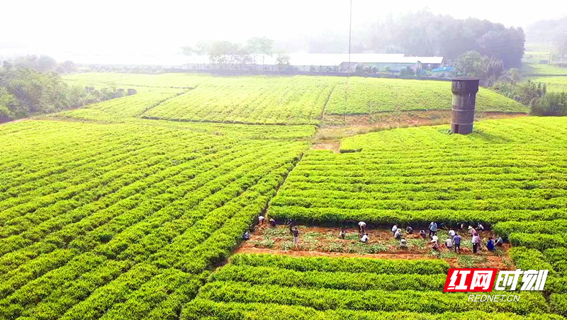 小黄姜种植基地_副本.jpg