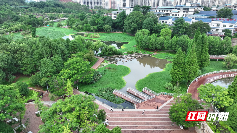 梧塘湖睡莲_副本.jpg