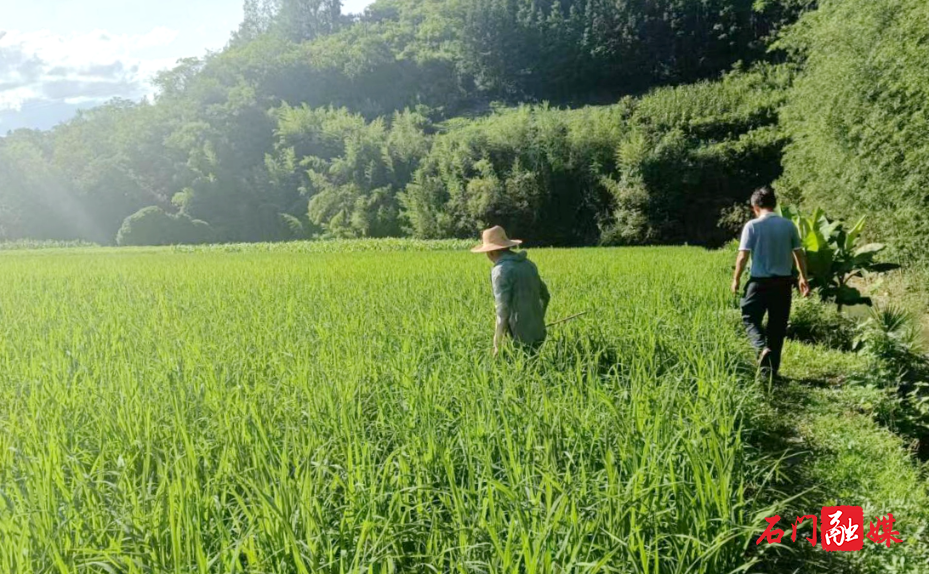 子良镇：农技员田间“把脉” 筑牢粮食安全“丰收防线”2.jpg