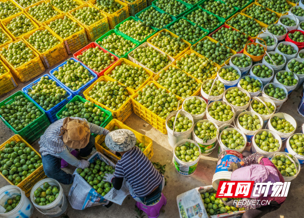 DJI_20250707084248_0052_D 拷贝.jpg