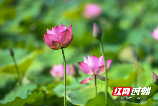 DSC_1407 拷贝.jpg
