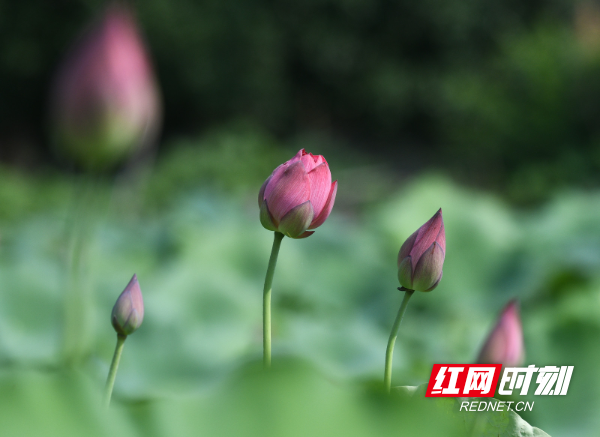 DSC_1423 拷贝.jpg