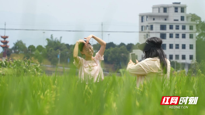 一六村：风吹稻浪乡村美1.png