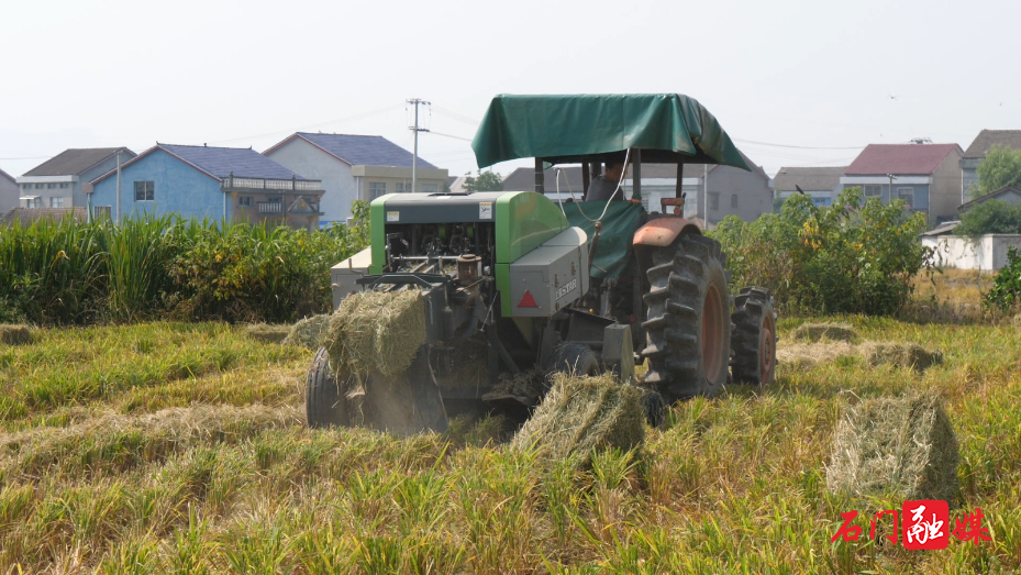 石门:“秸-饲-肥”串起生态循环路3.png 石门:“秸-饲-肥”串起生态循环路3.png