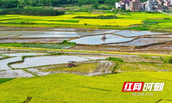 湖南新田：农机翻耕助“双抢”5.jpg