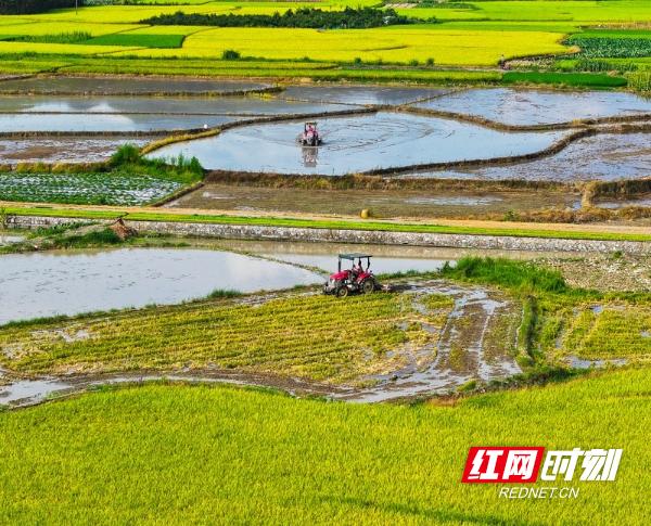 湖南新田：农机翻耕助“双抢”6.jpg