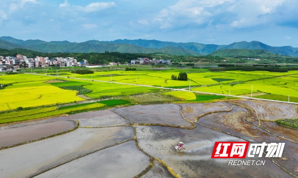 湖南新田：农机翻耕助“双抢”9.jpg