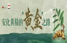 专题丨 安化黄精的“黄金”之路