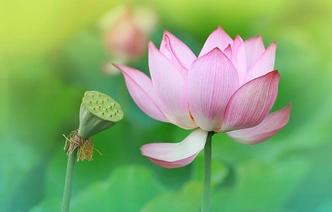 海报 | 清溪“荷”你过夏至
