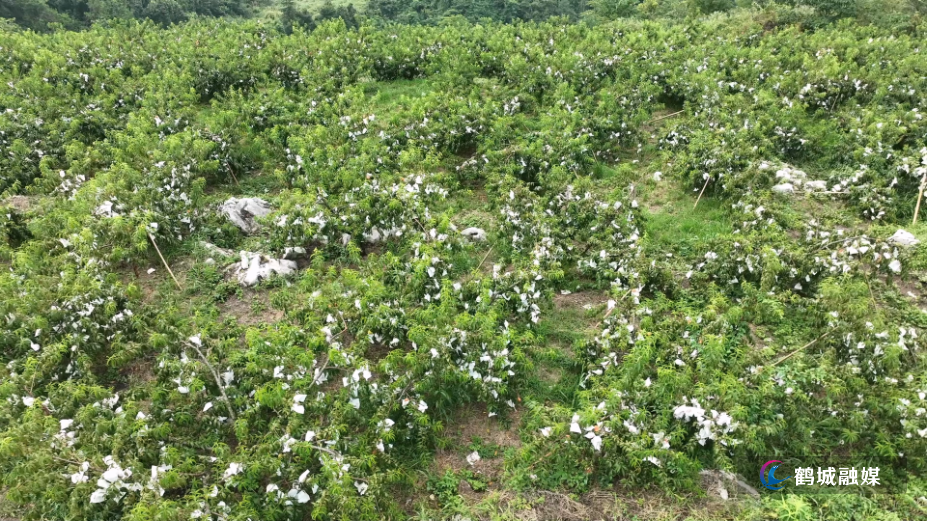 怀化市鹤城区：千亩高山黄桃喜获丰收（半成品）.mp4_000128.614.png