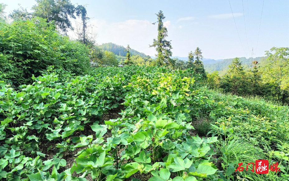 北流溪村：荒田长出 “增收棉” 集体经济“钱景”广阔3.jpg