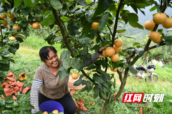 果农们在采摘秋月梨4.jpg