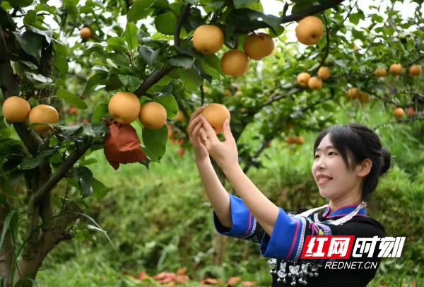 游客在体验采摘秋月梨乐趣.jpg