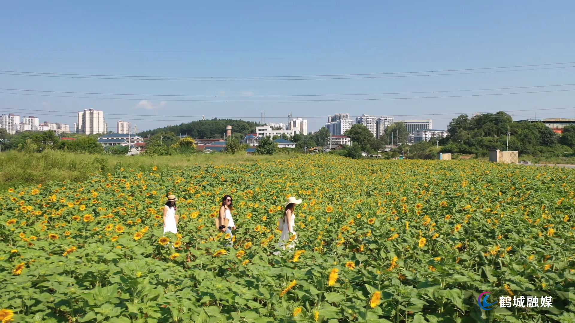 坨院村：百亩向日葵盛放 成市民打卡新热点.mp4_000040.247.png