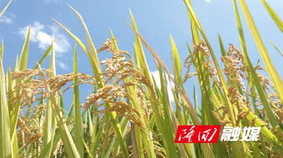 超级稻高产攻关示范田测产 亩产达1150.2公斤