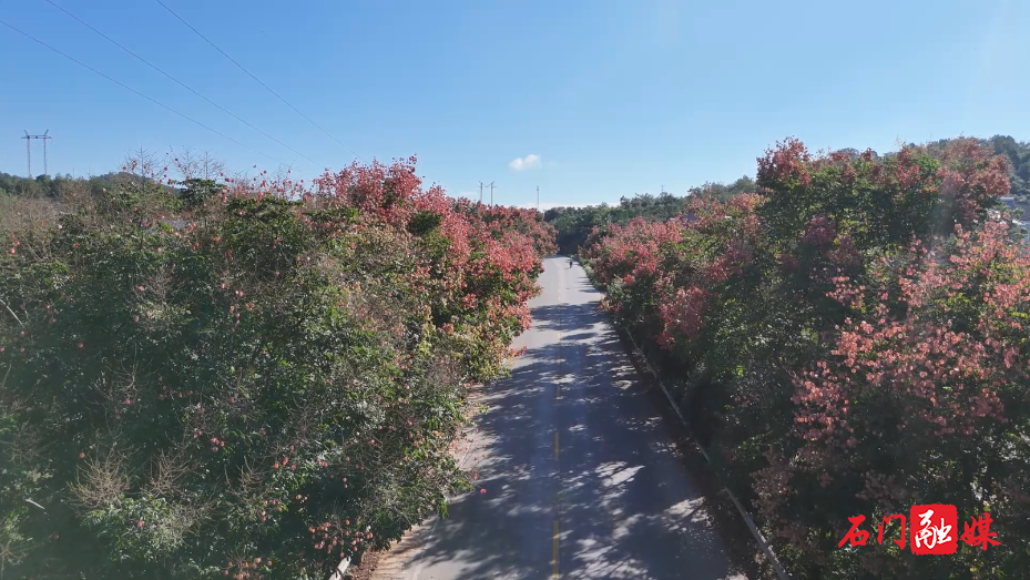 石门:栾树映秋 绘就城市诗意画卷7.png 石门:栾树映秋 绘就城市诗意画卷7.png