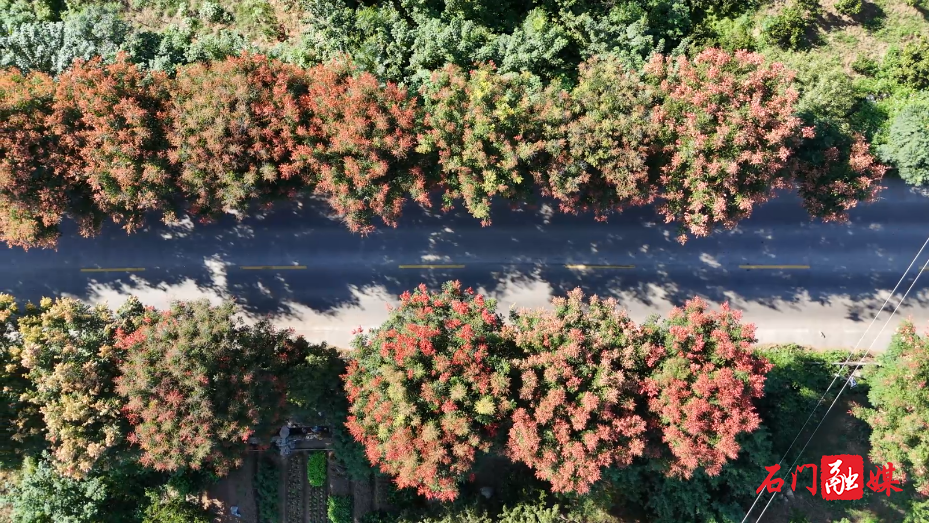 石门:栾树映秋 绘就城市诗意画卷2.png 石门:栾树映秋 绘就城市诗意画卷2.png